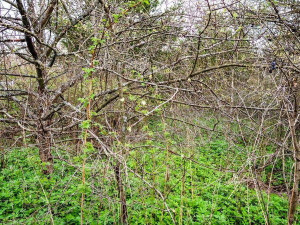 Underbrush Clearing in West Fargo