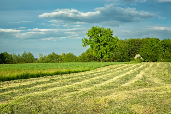 Cost of Vegetation Removal in West Fargo