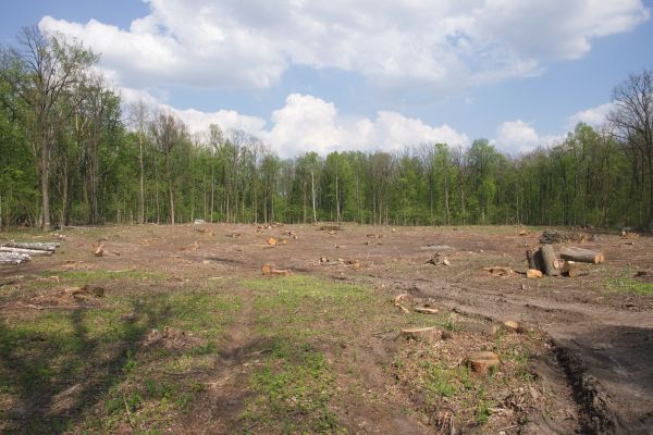Cost of Pasture Clearing in West Fargo