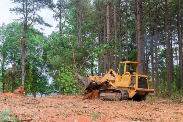 Forest Thinning in West Fargo